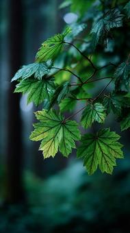 瑞々しいカエデのクローズアップの写真