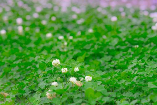 クローバーの花 クローバーの花の写真