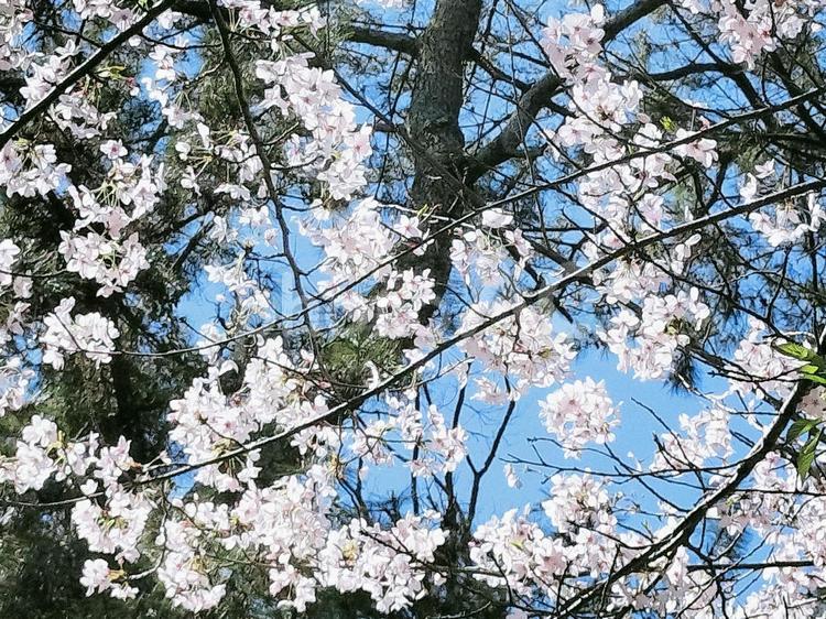 桜爛漫の風景 さくら,サクラ,桜の写真素材