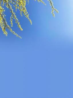 Young leaves of ginkgo shining in May sunny blue sky, JPG Young leaves of ginkgo shining in May sunny blue sky, sky, blue sky, blue, JPG