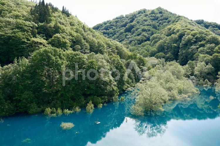鎧畑ダム　秋扇湖の水没林の風景 水没林,秋扇湖,鎧畑ダムの写真素材