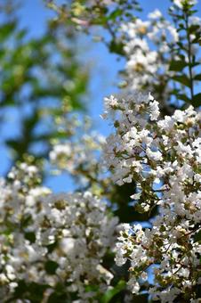 Crape myrtle, JPG Crape myrtle, JPG