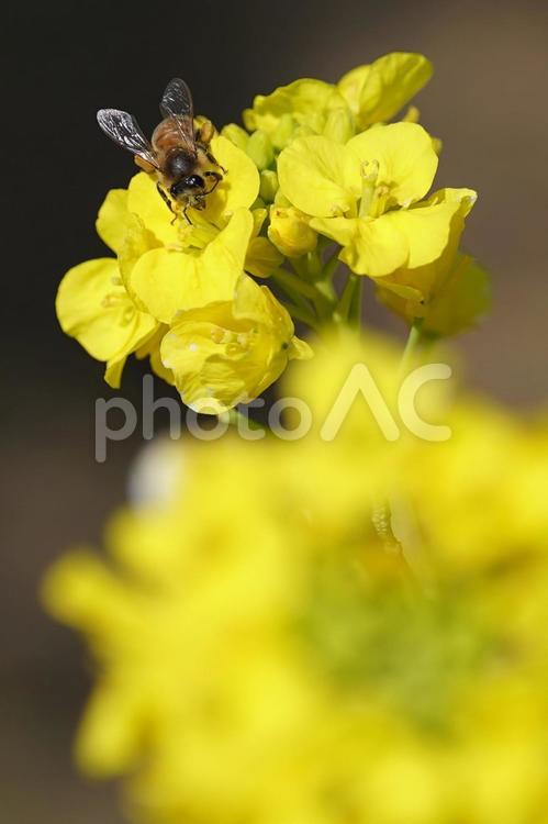 小春日和：菜の花便り ナノハナ,春,花の写真素材