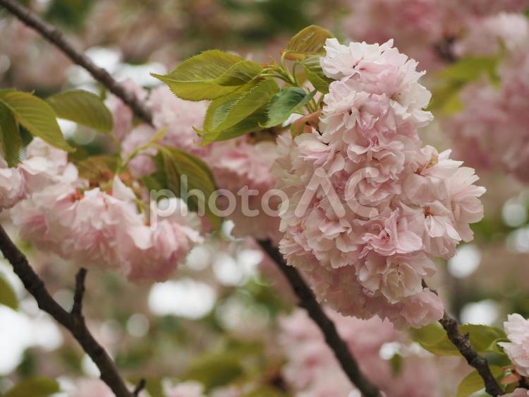 春の花　八重桜② 桜,サクラ,さくらの写真素材