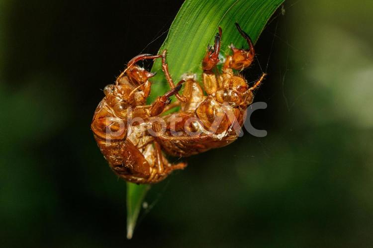 羽化した後のアブラゼミの殻 昆虫,虫,セミの写真素材