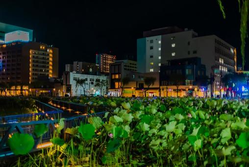 【秋田】夜の千秋公園 蓮の花 2025 【秋田】夜の千秋公園 蓮の花 2025 千秋公園,公園,秋田の写真素材