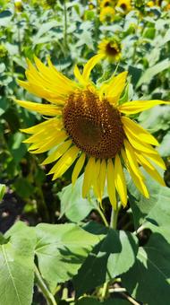 夏を抱きしめる花畑 夏を抱きしめる花畑の写真