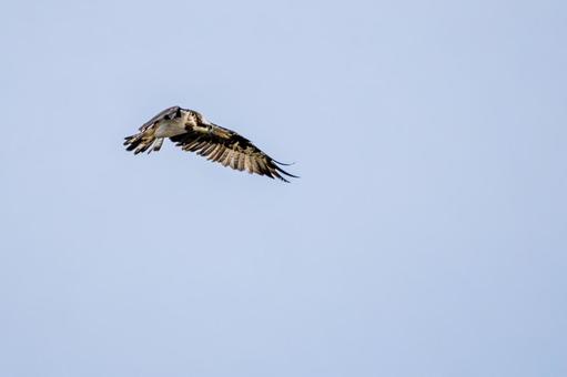 ミサゴ(103) 鳥,ミサゴ,ウオタカの写真素材