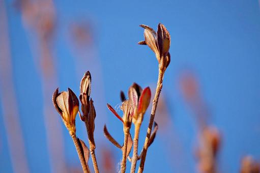 ツツジ類の冬芽 ツツジ類,冬芽,芽鱗の写真素材