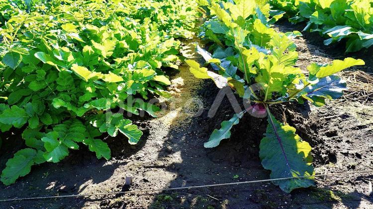 朝の日光を浴びる冬の蕪畑 蕪,畑,野菜の写真素材
