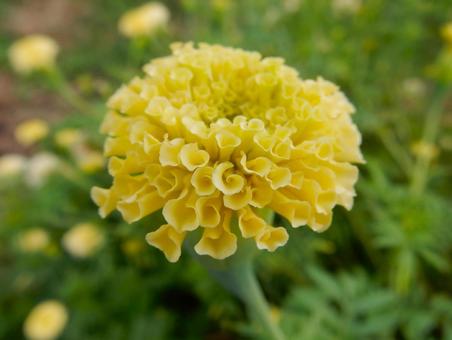 【花の写真】マリーゴールドの写真