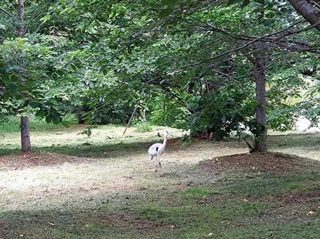 サギ サギの写真