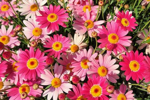 デイジーの花17 デイジーの花17 デイジー,ピンク,ひなぎくの写真素材