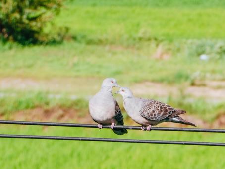 互いに見つめあう鳩 互いに見つめあう鳩の写真