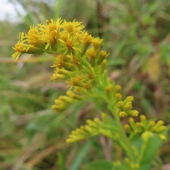 セイタカアワダチソウ（背高泡立草） セイタカアワダチソウ,背高泡立草,花の写真素材