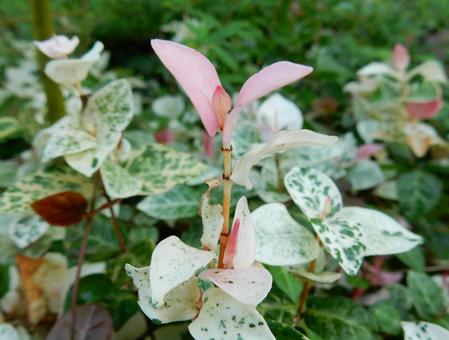 【花の写真】 ハツユキカズラ 【花の写真】 ハツユキカズラの写真