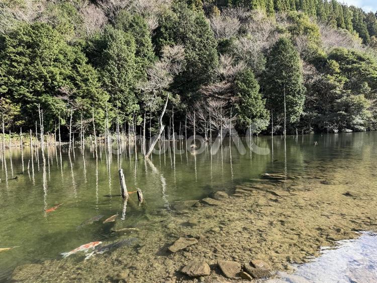 冬の晴れた日の一の俣桜公園蒼霧鯉池 自然,田舎,閑散の写真素材