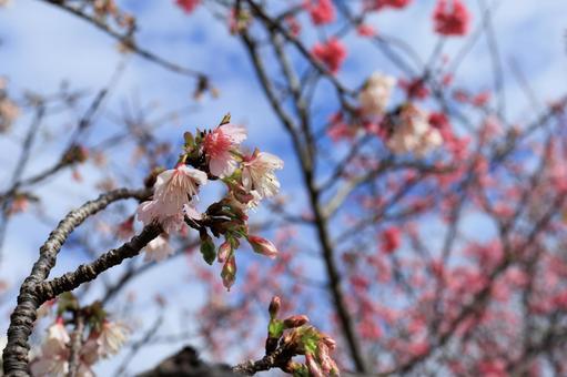 桜の木と晴れた春の空 桜の木と晴れた春の空の写真