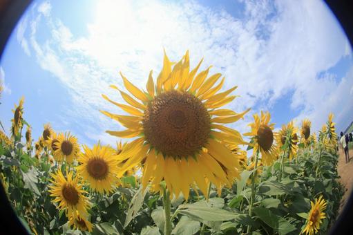 夏の青空と元気なひまわり畑 ひまわり,ひまわり畑,花の写真素材