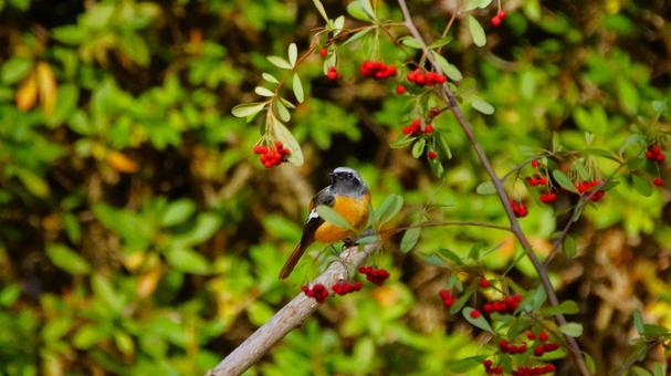 赤い実を見つめるジョウビタキ 赤い実を見つめるジョウビタキの写真