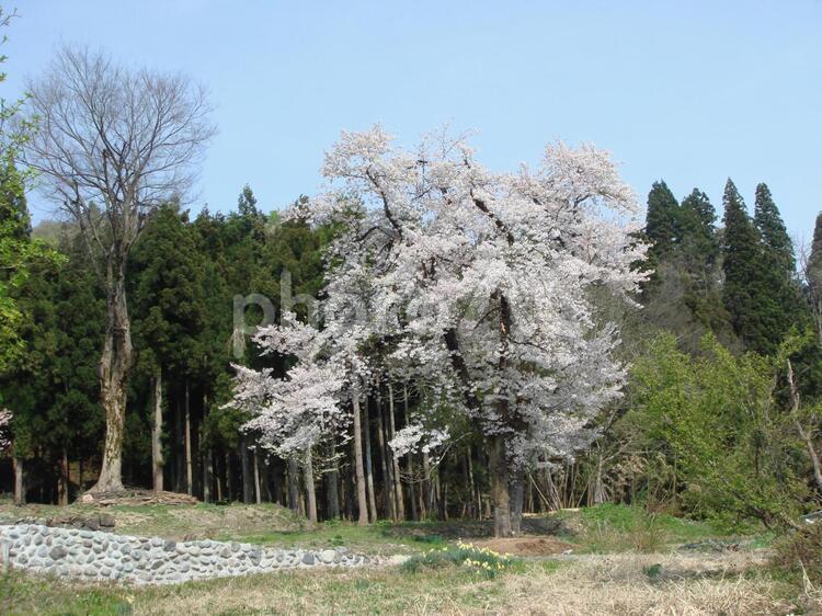山の中の桜（１本） 桜,桜の木,１本の写真素材