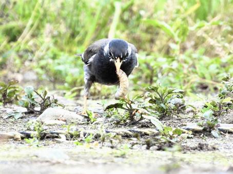 幼虫を咥えるムクドリの写真