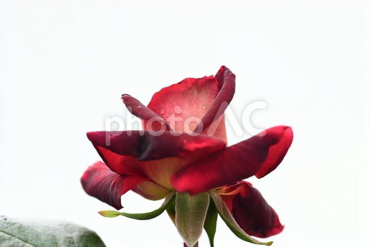 曇り空の下で咲く1輪の赤いバラ バラ,薔薇,5月の写真素材