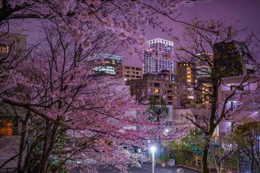 赤坂の夜桜と高層ビル 赤坂の夜桜と高層ビル 夜桜,桜,満開の写真素材