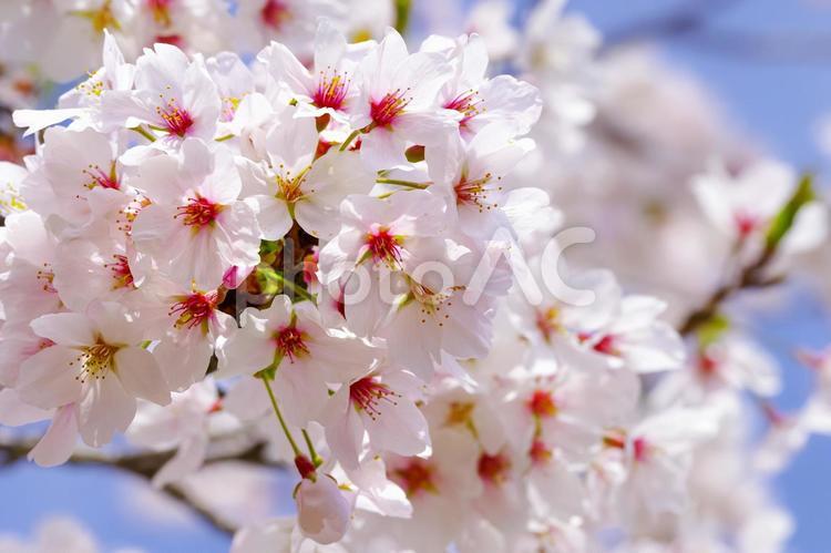 青空に映える満開の桜 桜,桜花,河津桜の写真素材
