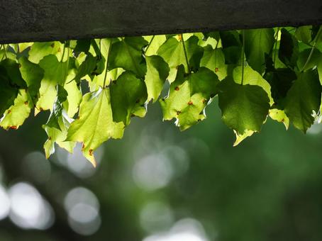 緑の葉、逆さま 緑の葉、逆さまの写真