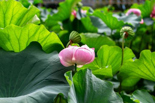 不忍池2025夏9 不忍池2025夏9 蓮の花,蕾,開花の写真素材