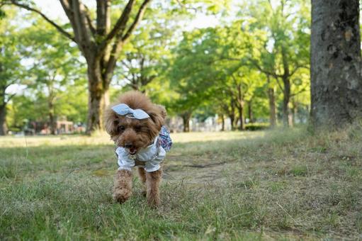 春の公園で遊ぶトイプードル 春の公園で遊ぶトイプードルの写真