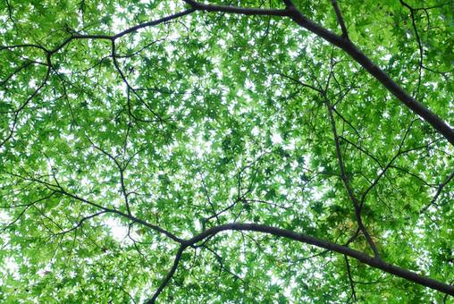 モミジの葉 モミジ,葉,植物の写真素材