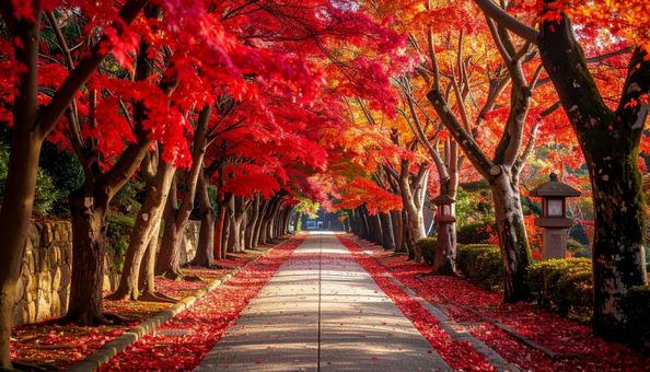 灯篭と紅葉並木の幻想的な秋景色 灯篭と紅葉並木の幻想的な秋景色の写真