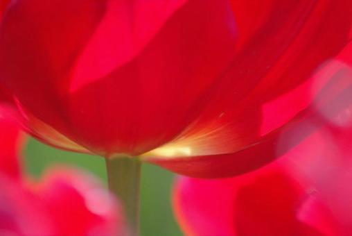 Tulips, JPG