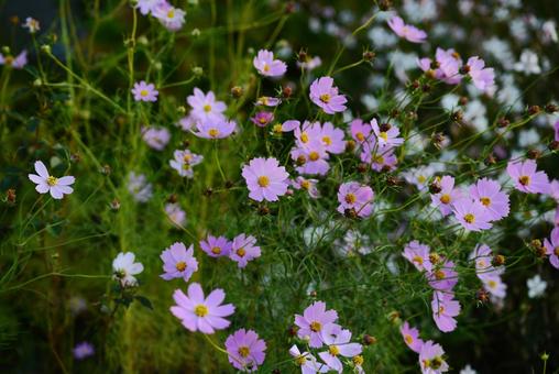 コスモス咲き乱れ コスモス,花,アキザクラの写真素材