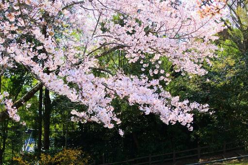 美しい桜7 美しい桜7の写真