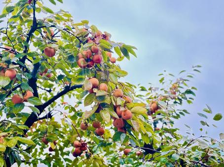 柿の木 柿，秋，木，枝，果物,季節の,健康の写真素材