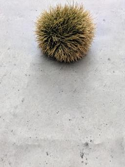 秋の季節の訪れ 秋の季節の訪れ トゲトゲ,秋,栗の写真素材