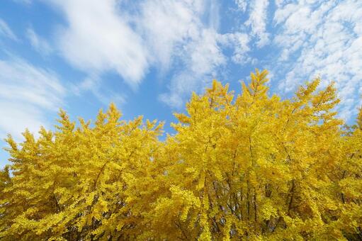 福岡 広川 太原のイチョウ7 太原のイチョウ,イチョウ並木,イチョウの写真素材