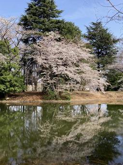 桜・お花見 桜・お花見の写真