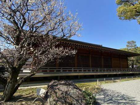 ウメとお寺 ウメとお寺 梅,春,梅の木の写真素材