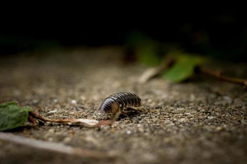 ＜素材＞地面を歩くオカダンゴムシ ダンゴムシ,オカダンゴムシ,虫の写真素材