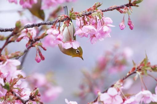 満開の河津桜と可愛いメジロ 桜,メジロ,春の写真素材
