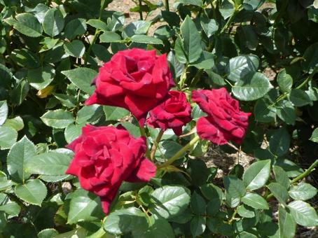 花壇で固まって咲く赤いバラの花々 花壇で固まって咲く赤いバラの花々 バラ,花,植物の写真素材