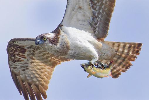 秋晴れに鮎を持ち去るミサゴ ミサゴ,鶚,ウオタカの写真素材