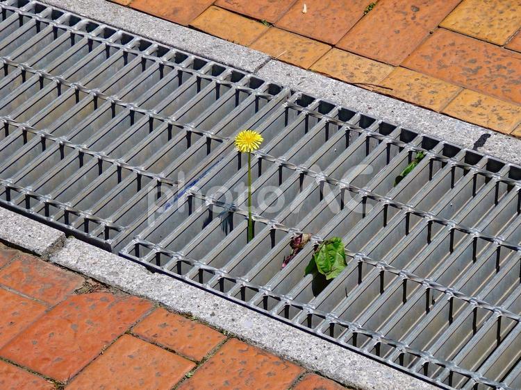 生命力の強いタンポポ③ 道路,道,屋外の写真素材
