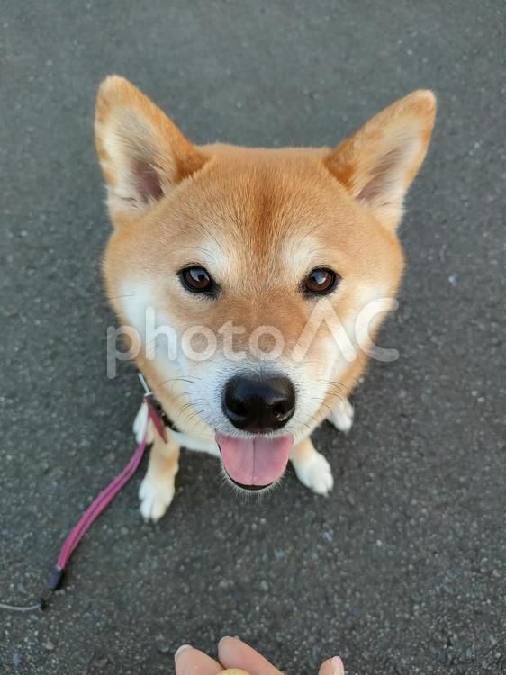 お散歩中お座りしてこちらを見つめる柴犬 犬,柴犬,shibainuの写真素材