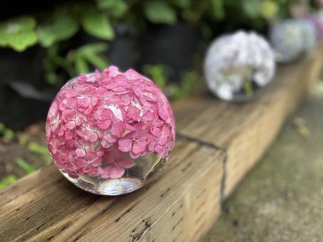 紫陽花 紫陽花 紫陽花,6月,梅雨の写真素材