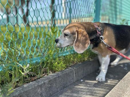 晴天の中で散歩を楽しむビーグル犬 晴天の中で散歩を楽しむビーグル犬の写真